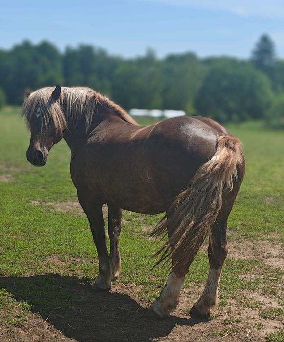Konie zimnokrwiste sokólskie (programowe)
