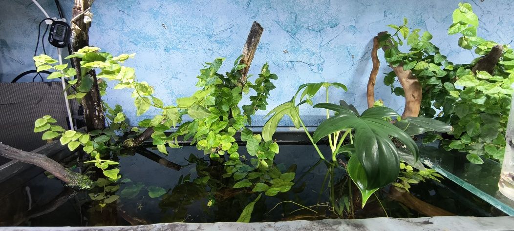 Rośliny do terrarium, akwarium, lasu w słoiku