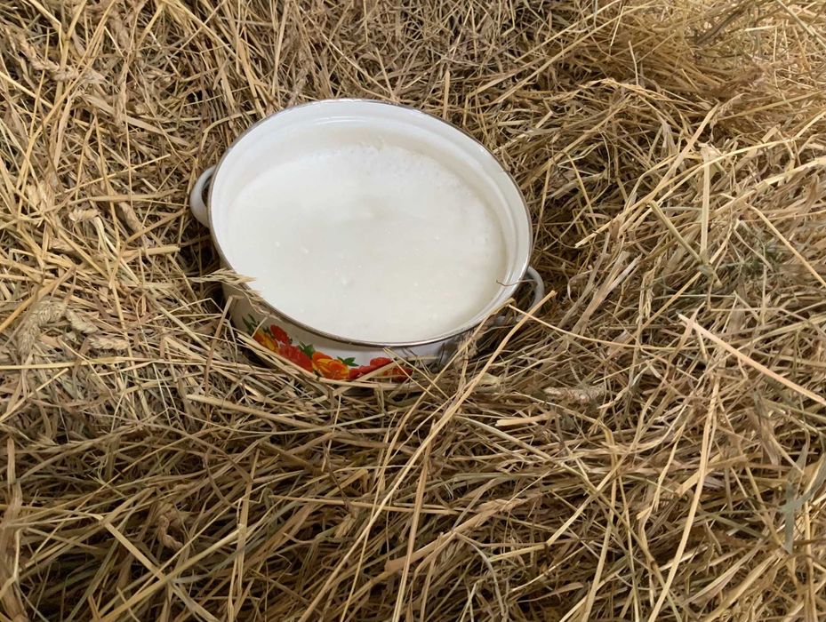 świeża siara kozia