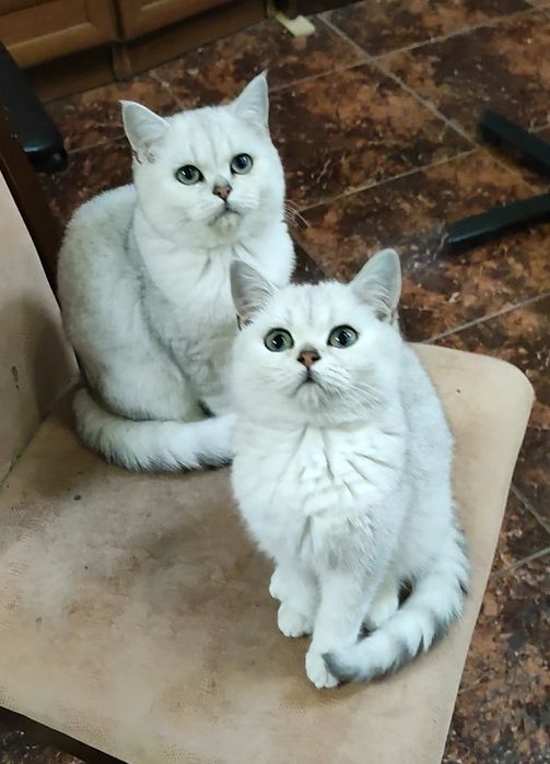 Серебристые шиншиллки мальчики