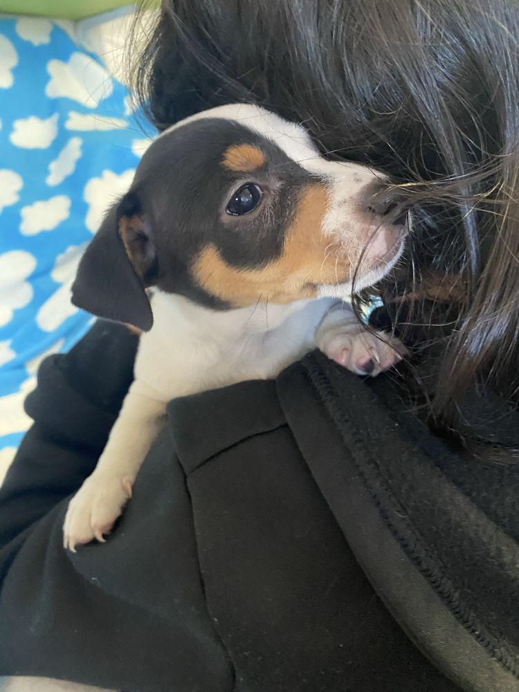 Jack russel terrier