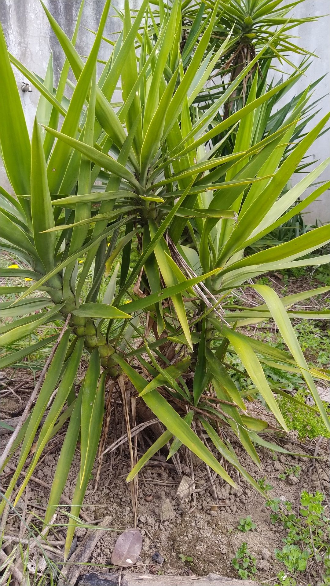 Yuca várias tamanhos