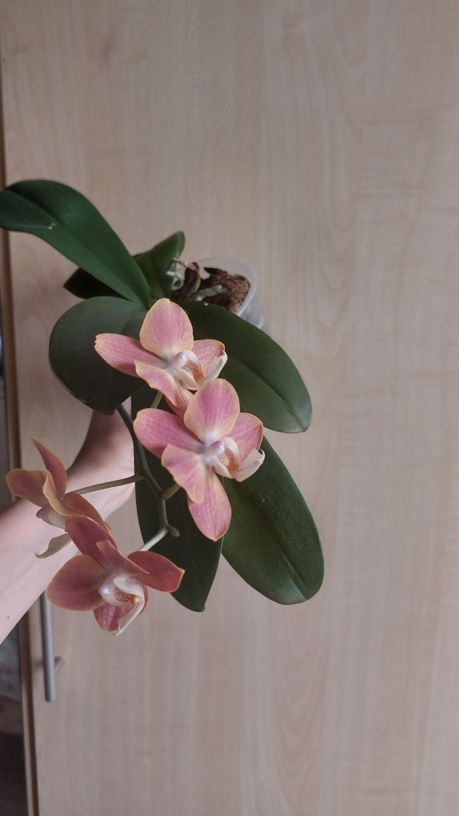Квітуча орхідея орхидея Горизонт 2 рослини в горщику