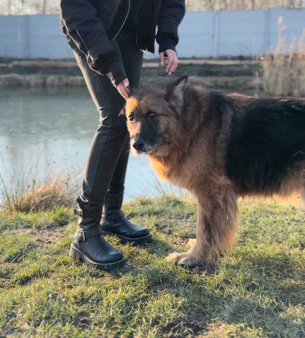 ADZIA - ok 13 letnia suczka w typie owczarka niemieckiego