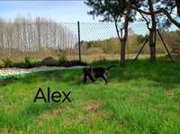 American Pit Bull Terrier - ALEX pies