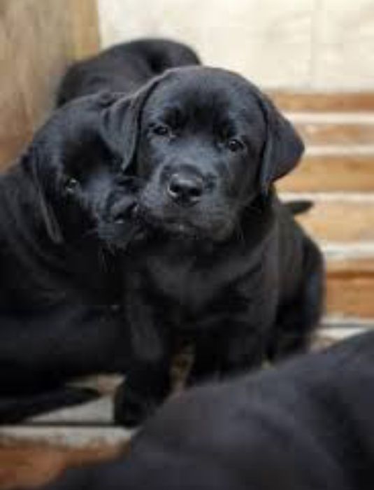Шоколадный Лабрадор мальчики и девочки Палевый и Черный окрас