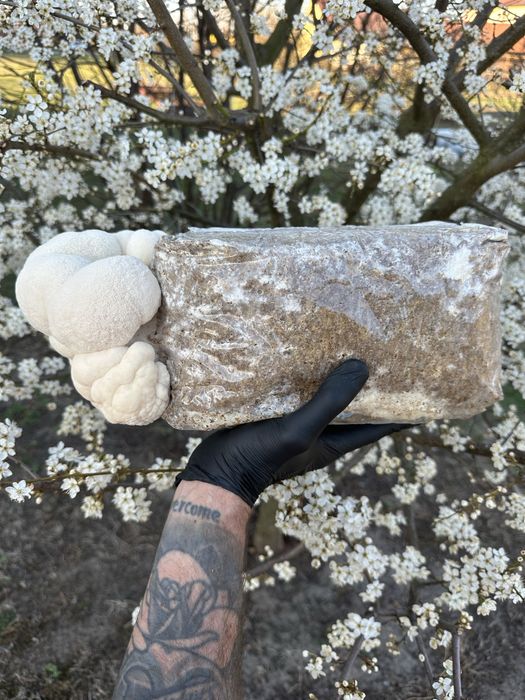 Soplówka Jeżowata  Growkit do domowej samodzielnej uprawy lions mane