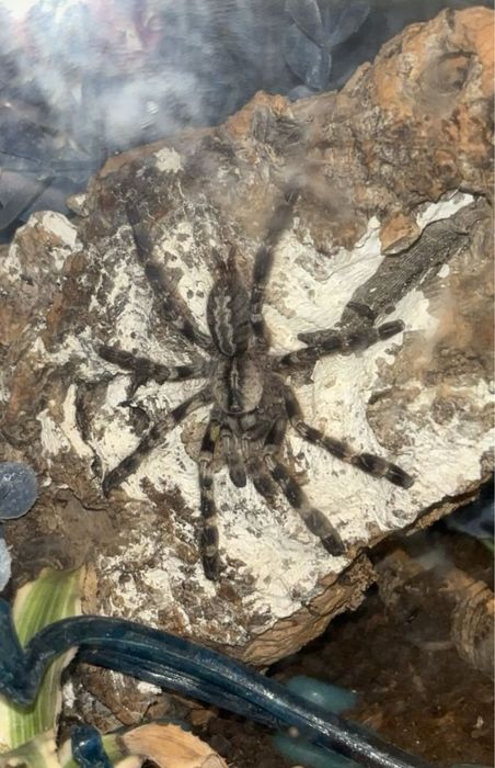 peocilotheria regalis + terrarium