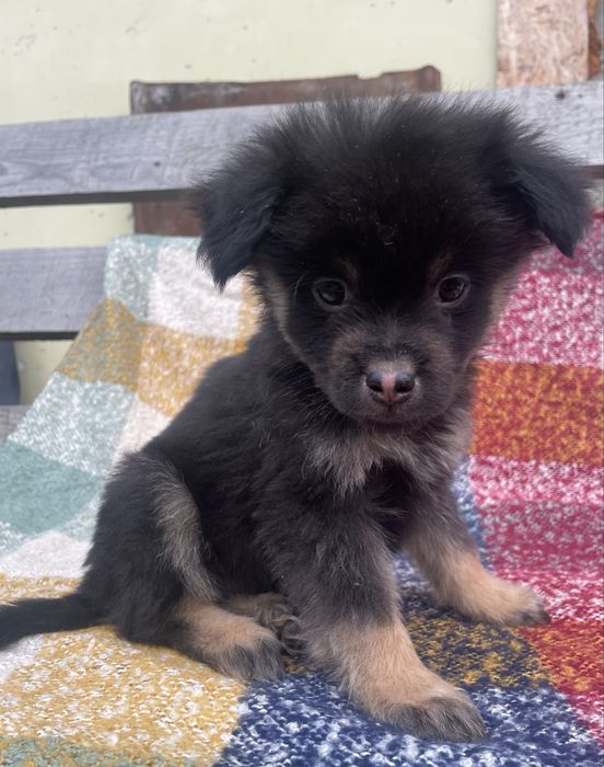 Цуценята (хлопчики) шукають  сімю. Будуть маленького зросту.