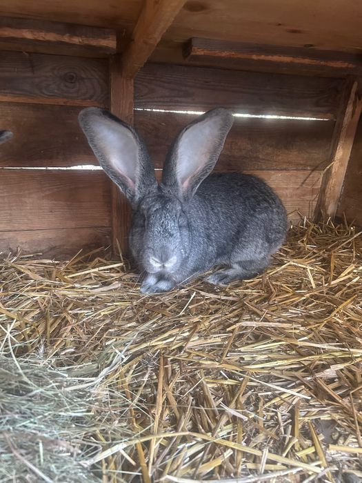 Belgijski Olbrzym Szynszylowaty