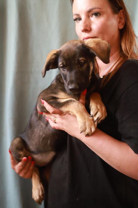 Taja - miły i łagodny szczeniak szuka kochającego człowieka