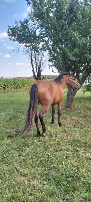 Koń ogier hucuł 3-latek