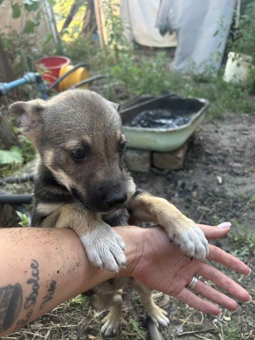 Лінія фронту поруч! Врятуйте хоч по одному, благаю