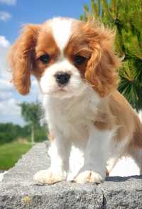 Cavalier King Charles Spaniel ZKwP FCI Suczka