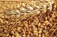 Продам пшеничные отходы