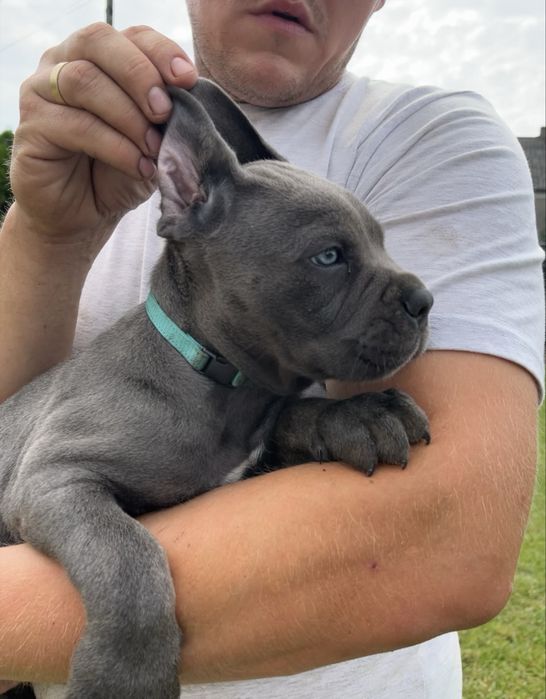 Cane Corso mocna  suczka