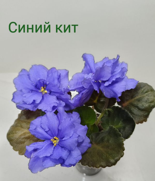 Продам фіалки сортові