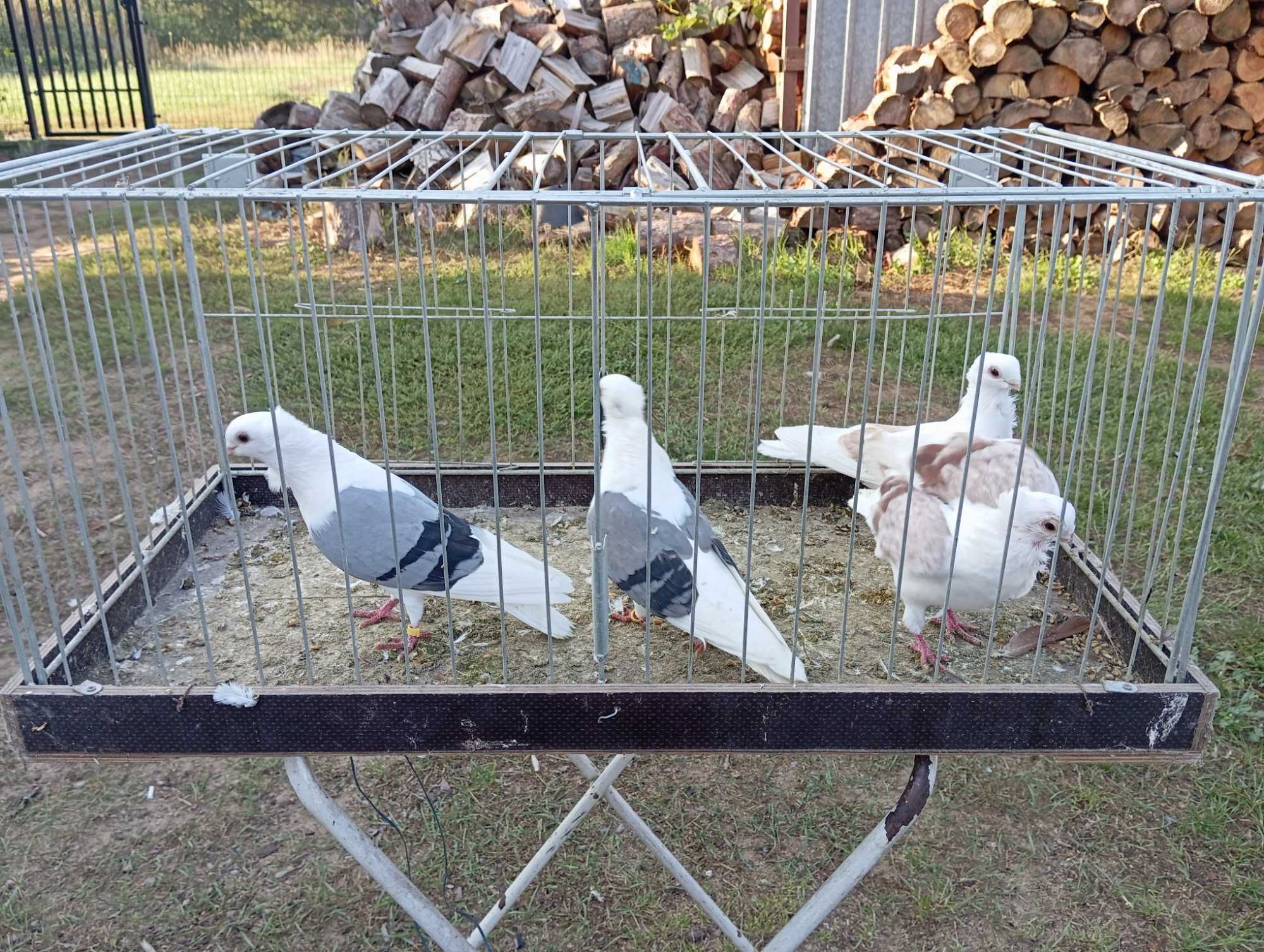 Gołębie mewki plowe