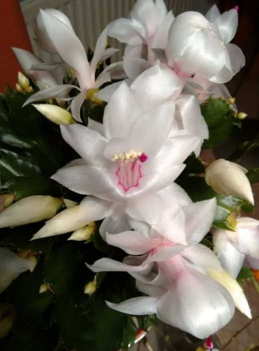 Рождественник різні сорта