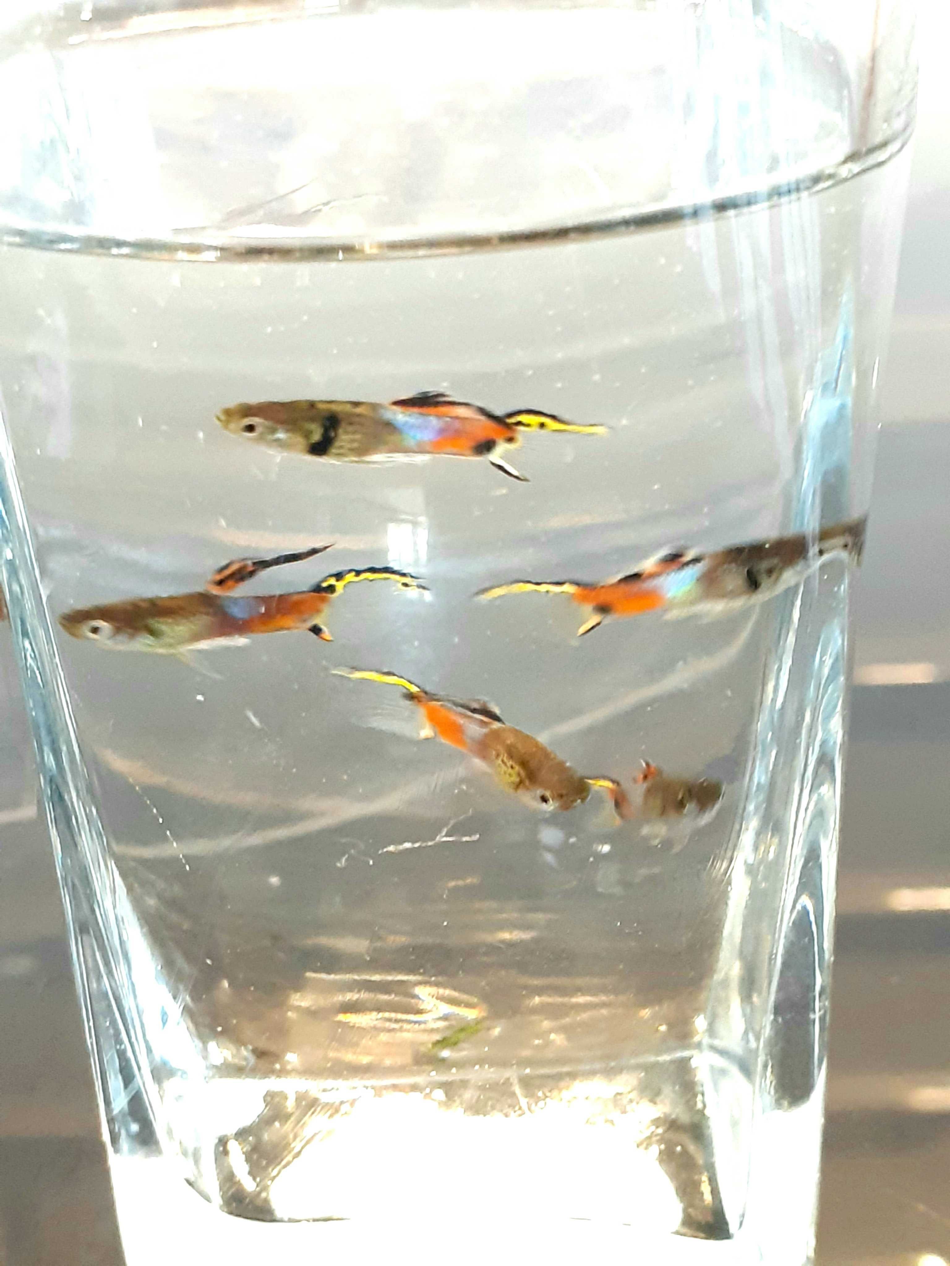 GRANDE PROMOÇÃO Guppys endlers (adultos)
