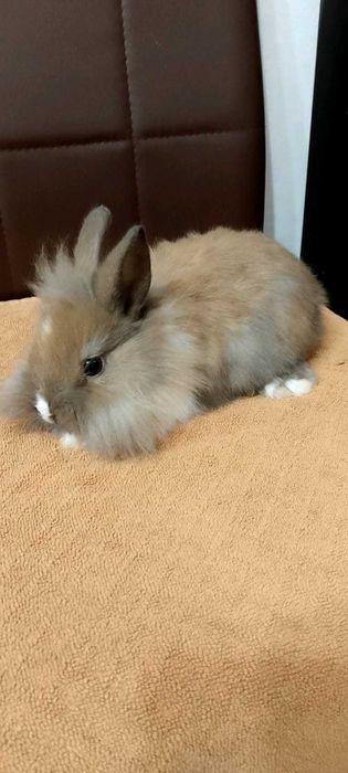 Króliczki miniaturki