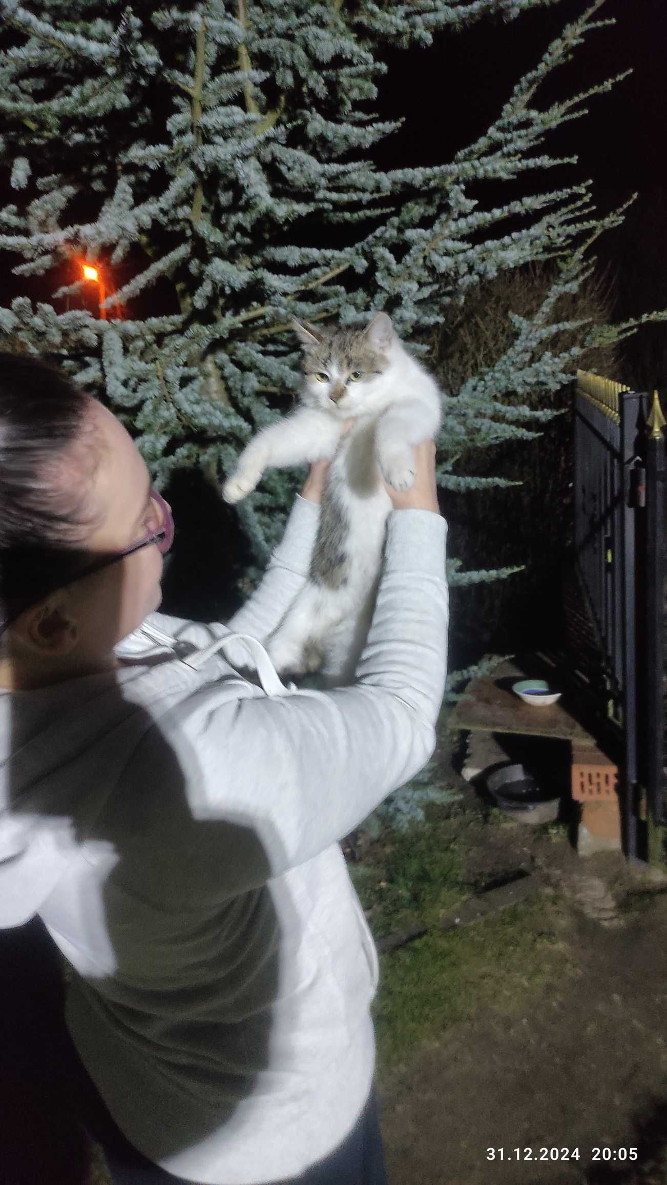 Kot do adopcji - CEDAR, 10 miesięcy - FELV+