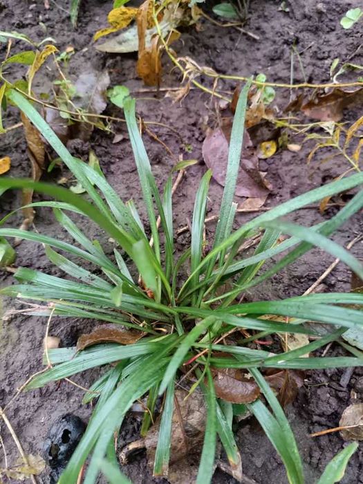 Амсонія, ларіопе, вероніка Сива дама, ірис Спурія