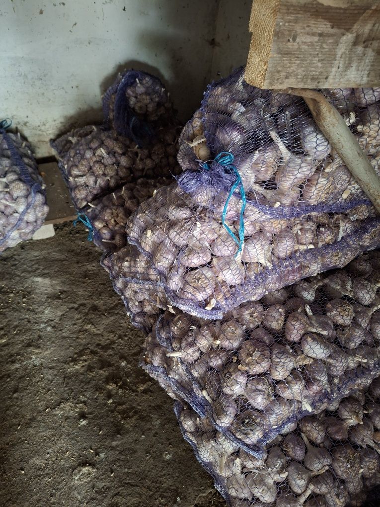 Продам часник сорту Ірен