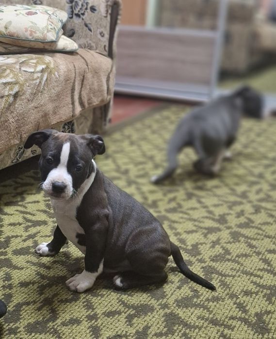 Шикаладный мальчик.