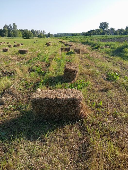 Продам сіно лугове