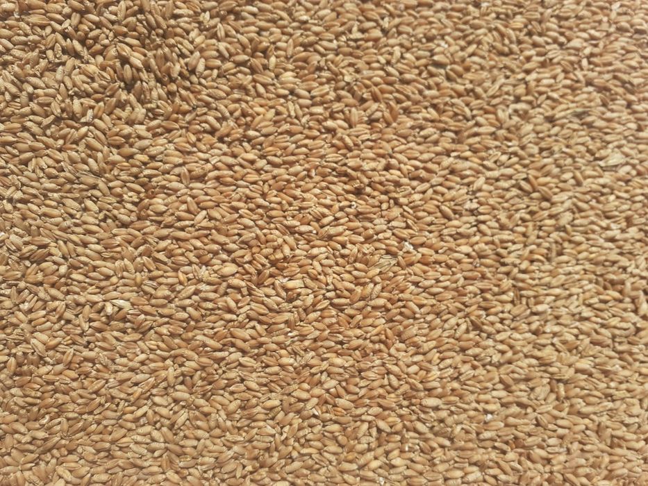 Pszenżyto ozime TADEUS