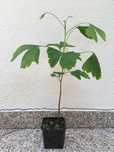 Ginkgo biloba em vaso.