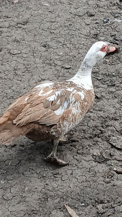 Мускусние утки годували.