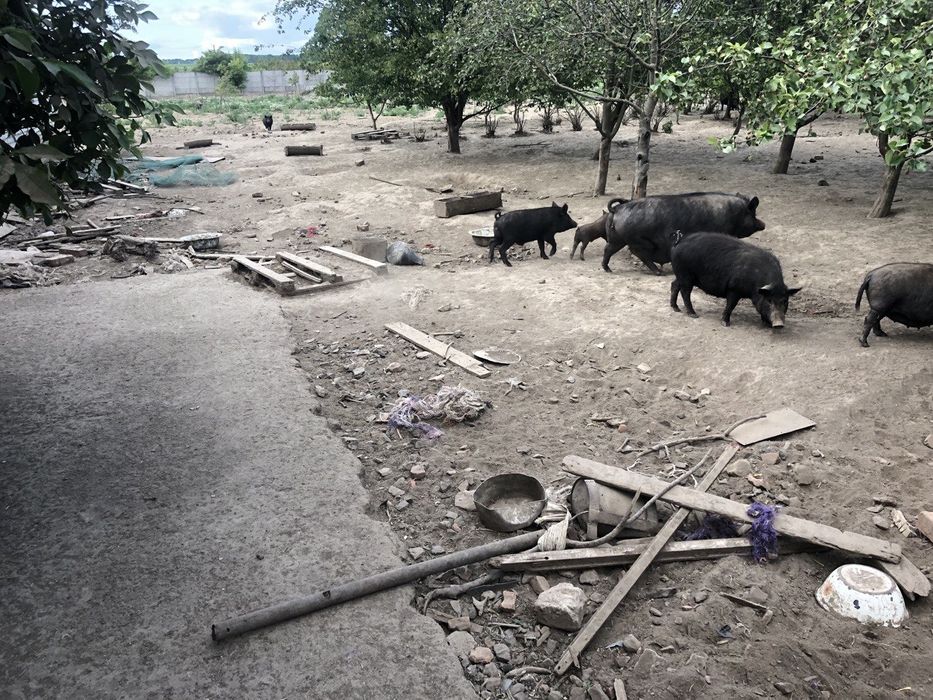 Поросята підсвинки льохи кнурі