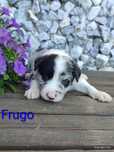 Border collie piesek Blue merle przebadani rodzice