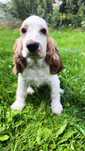 Cocker spaniel angielski