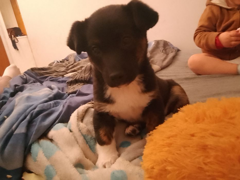 Oddam suczkę 10 tygodni