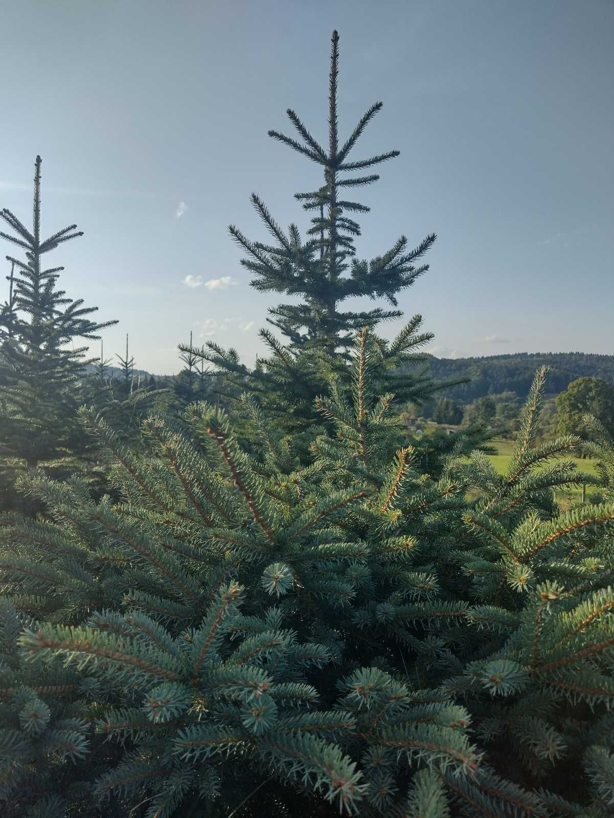 CHOINKI - ŚWIERK SREBRNY -  najtańsze w okolicy !!!