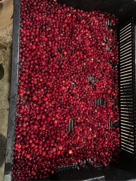 Продам журавлину