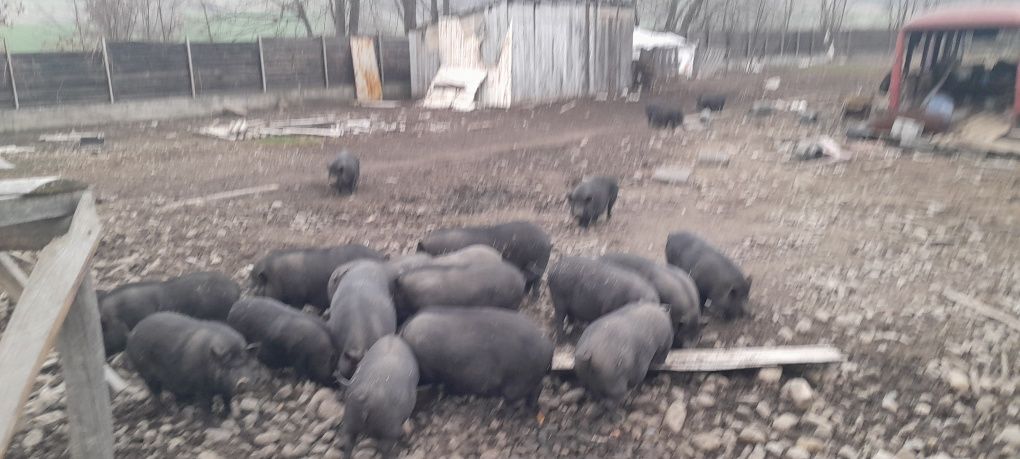 Продам мясо вєтнамських свиней