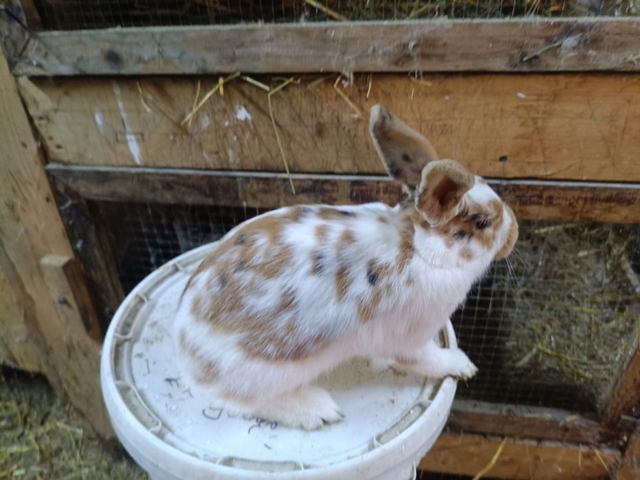 Samiczki mieszance Belg/rex 5 miesięcy