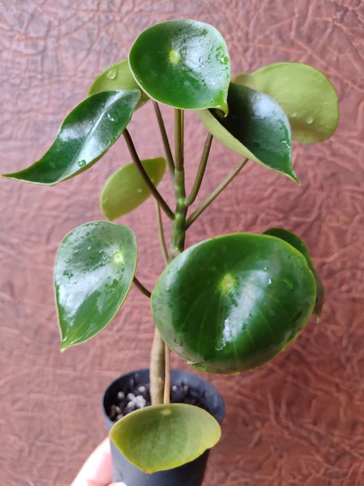 Каланхое, хамедорея, аглаонема, плектрантус, педілантус