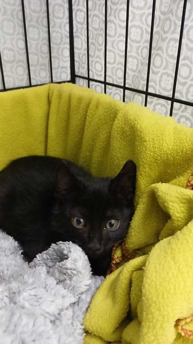 Gatos gatinhos bebés para adoção conjunta consciente