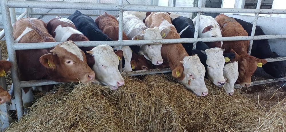 Sprzedam byki odsadki BBB SM LM MM