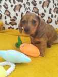 Teckel excelente menino com Lop (pedigree)