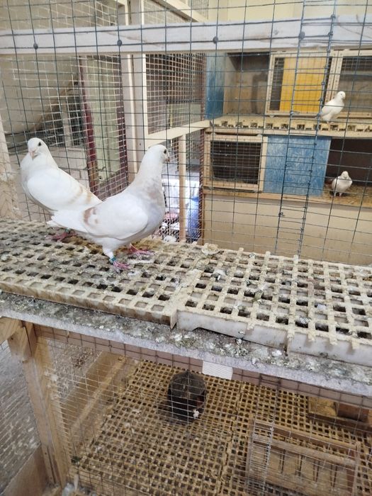 Птахи декоративні