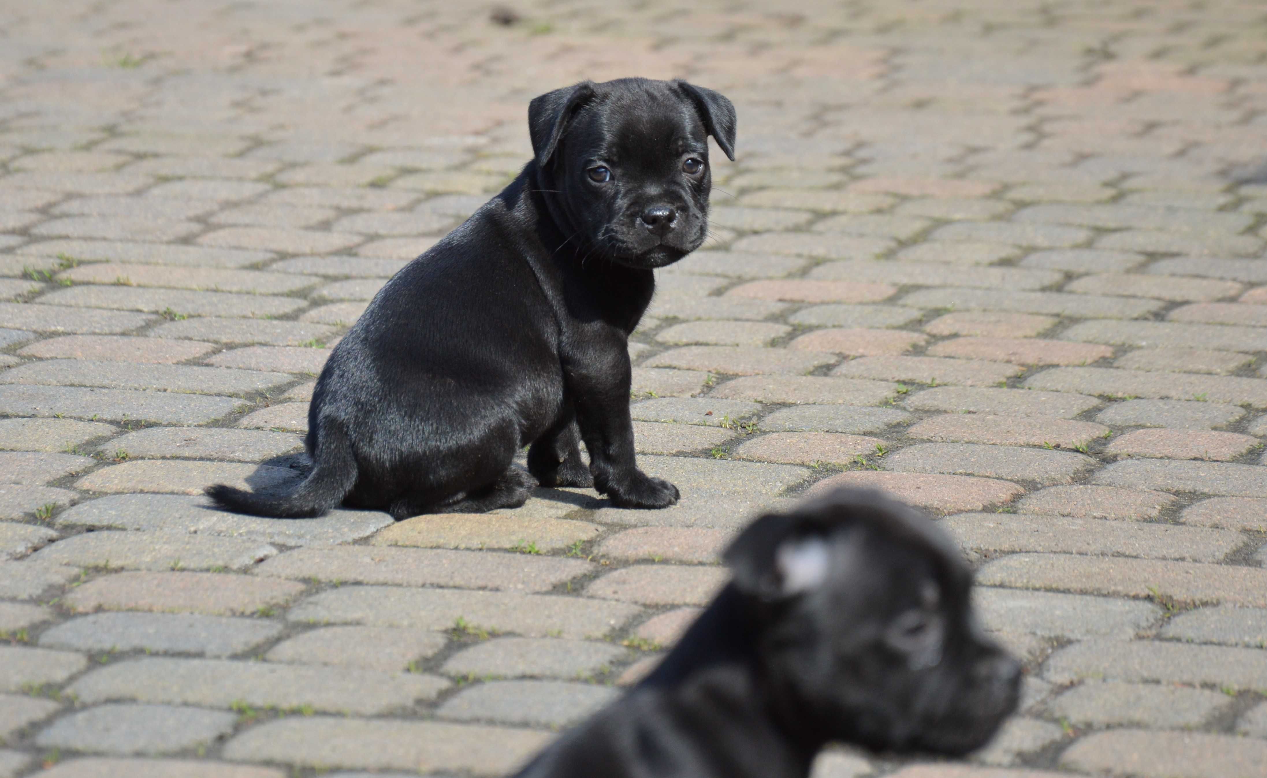 Staffordshire Bull Terrier czarny samiec ZKwP/FCI Wlkp