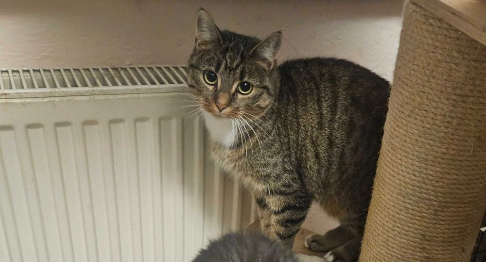 Roczna Bajunia –  do adopcji