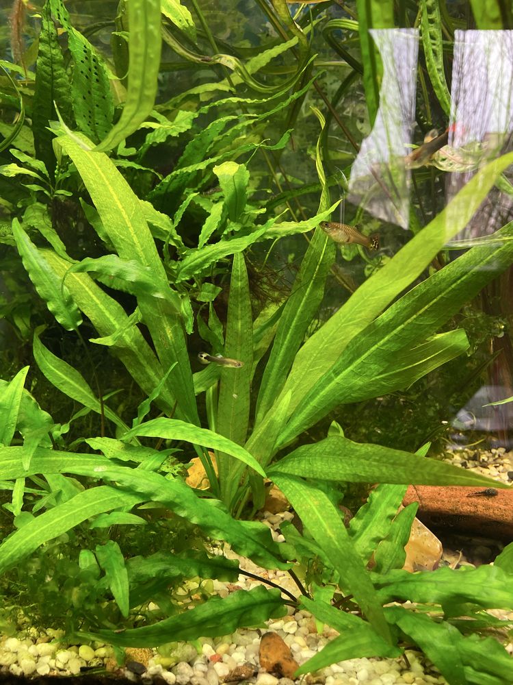 Amazonka roslina roslinka akwariowa watrobowiec microzorium