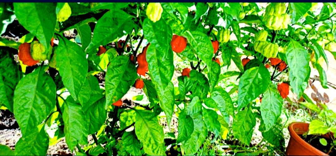 Malaguetas Carolina Reaper (Os piripiris mais picantes de mundo) 10€